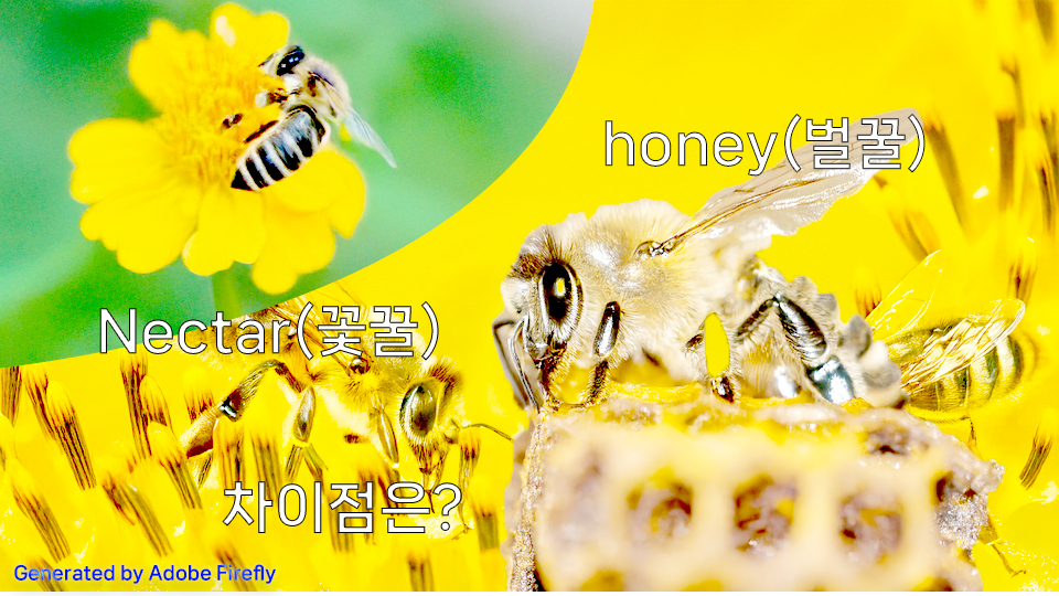 꽃꿀(Nectar)와 벌꿀(Honey)의 차이점은?