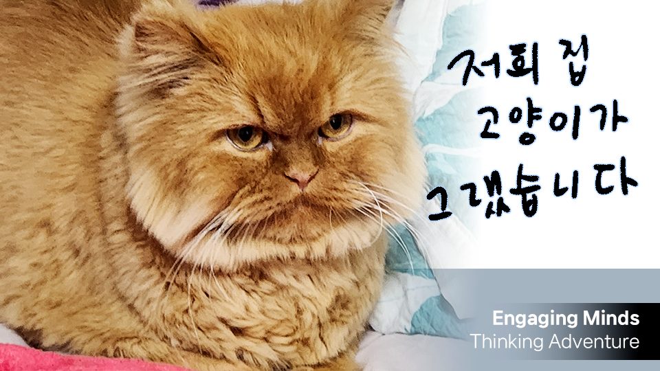 저희집 고양이가 그랬습니다